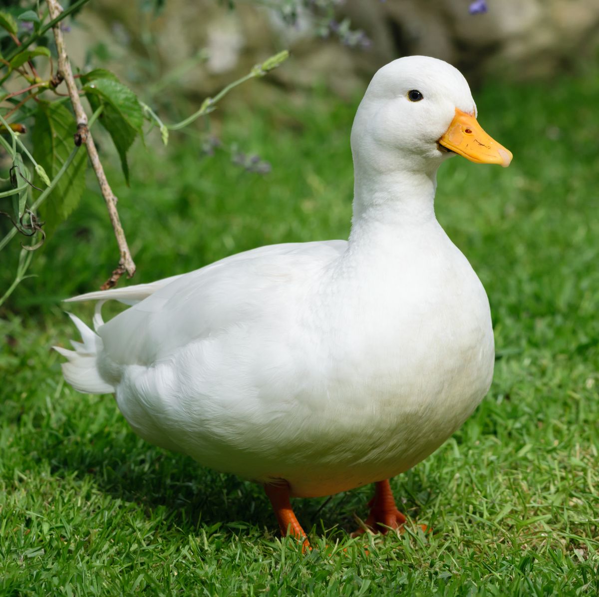 Duck 1